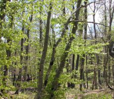 Spust proti vasi Brod